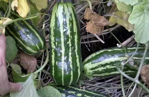 童年的味道吃瓜,回味无穷的吃瓜时光